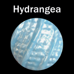 Hydrangea